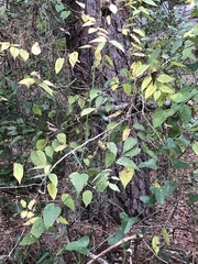 Celtis tenuifolia