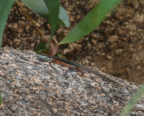 Lined Rainbow-skink