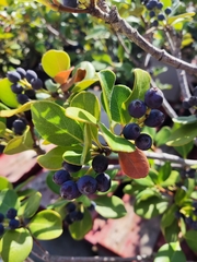 Rhaphiolepis umbellata