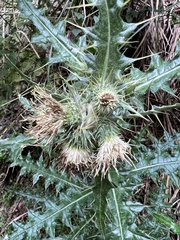 Cirsium taiwanense