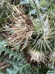 Cirsium taiwanense