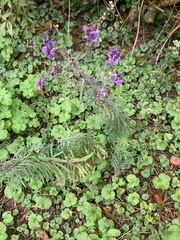 Linaria purpurea
