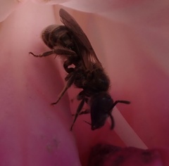 Halictidae