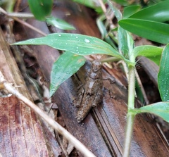 Trilophidia annulata