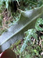 Cirsium taiwanense