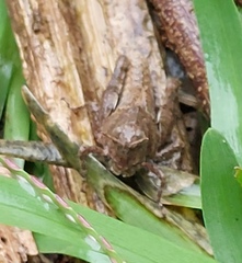 Trilophidia annulata