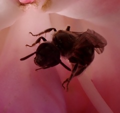 Halictidae