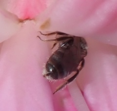 Halictidae