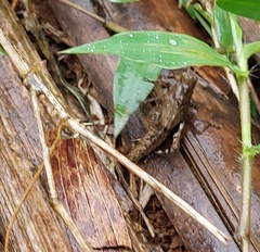 Trilophidia annulata