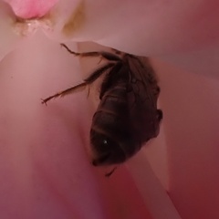Halictidae