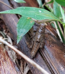 Trilophidia annulata