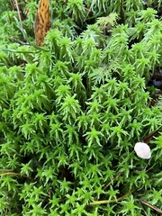 Sphagnum girgensohnii