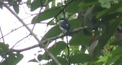 Hemipus hirundinaceus