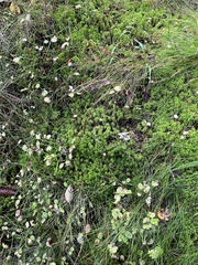 Sphagnum girgensohnii