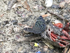 Dichorragia nesimachus