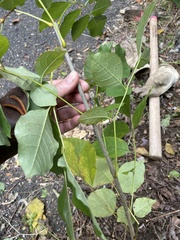 Fraxinus americana