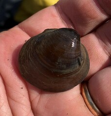 Reginaia ebenus
