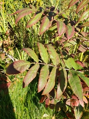 Rhus