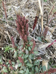 Amaranthus cruentus