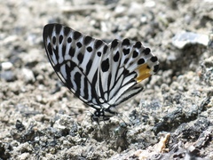 Graphium delessertii
