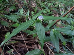 Commelina paludosa