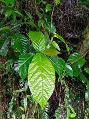 Ficus benguetensis
