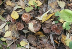 Cortinarius lucorum