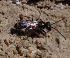 Lasioglossum