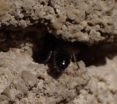 Lasioglossum