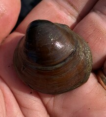 Reginaia ebenus