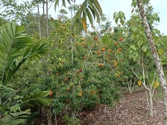 Pittosporum pentandrum