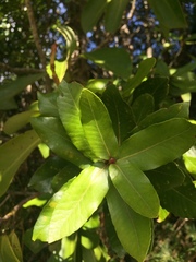 Eucryphia cordifolia