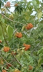 Pittosporum pentandrum