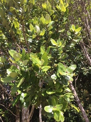 Eucryphia cordifolia