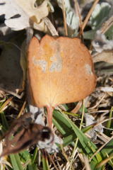 Ranunculus hybridus