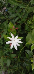 Jasminum dichotomum