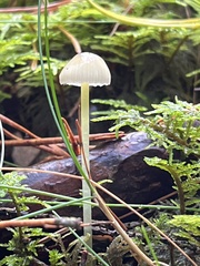 Mycena epipterygia