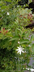 Jasminum dichotomum