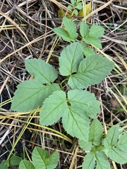 Aegopodium