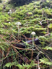 Mycena epipterygia