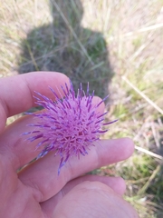 Cirsium lecontei