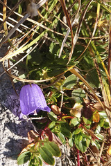 Campanula cochleariifolia