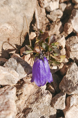 Campanula cochleariifolia