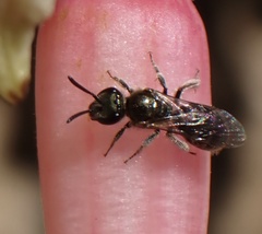 Lasioglossum