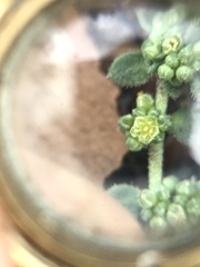 Amaranthus blitoides