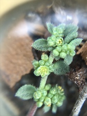 Amaranthus blitoides