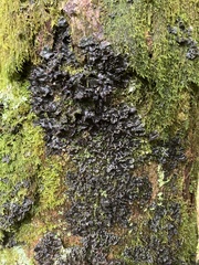 Peltigera collina