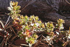 Rhodothamnus chamaecistus