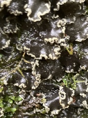 Peltigera collina