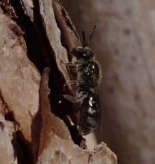 Halictidae
